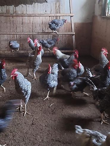 Kənd təsərrüfatı quşları: Növbənöv yerli ətlər və yumurta istehsalı üçün damazlıq toyuq və — 2