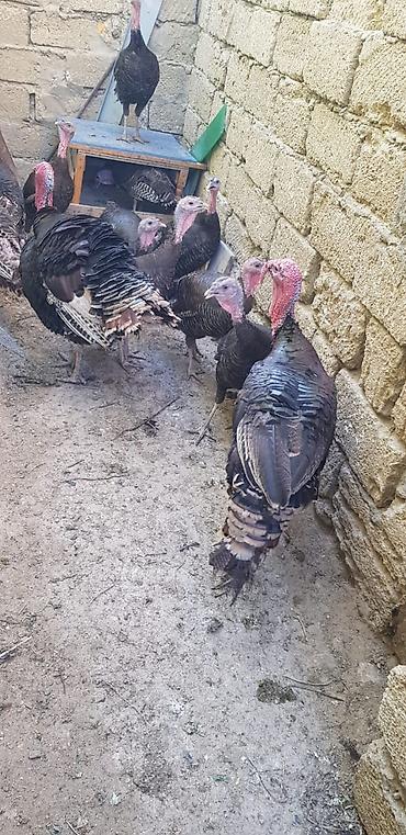 star quşu: Hinduşqa Amerikan Bronz sortu,qiyməti razılaşma yolu ilə — 1