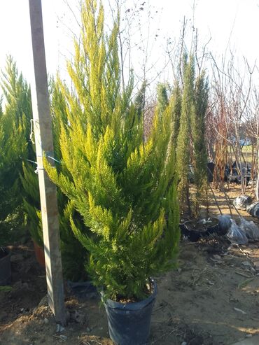 Şitillər: Bütün növ dekarativ ağacların və kol bitkiləri və meyvə ağacların -da lalafo.az — 19 Şitillər: Bütün növ dekarativ ağacların və kol bitkiləri və meyvə ağacların — 19