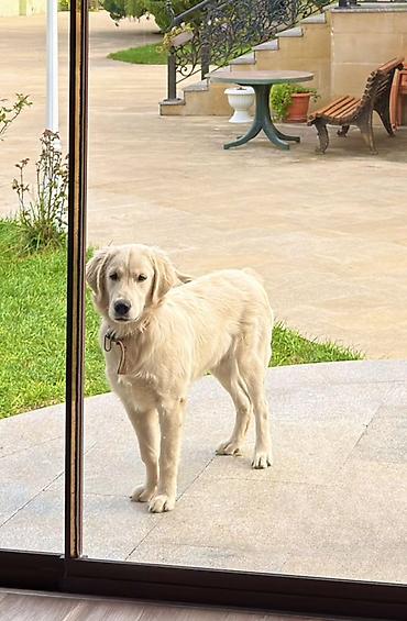 it sortlari: Retriever, 5 ay, Erkək — 2