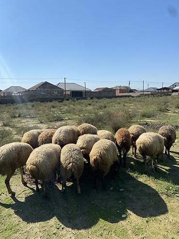 it balalari satilir: Mal-qara: Qoyun sürüsü Xüsusiyyətlər: - Şəkillərdə görünən tam — 1