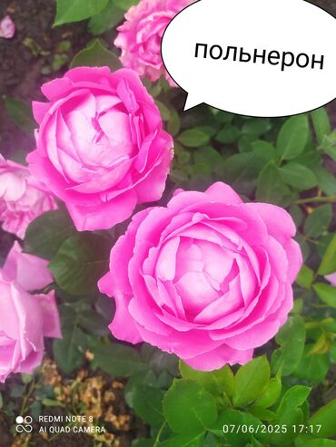 Şitillər: Salam Güllər Rusiyada gelib xarici gülldü nömrədə whatsapp var — 68