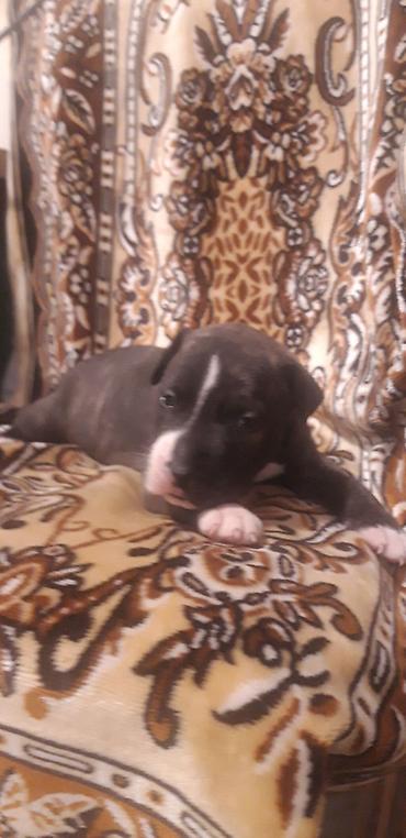 İtlər: Pitbul — 11
