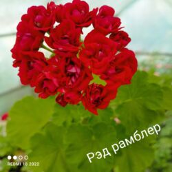 рассада помидоров купить: Продаю сортовые розебудные пеларгонии, есть и старые хорошие сорта