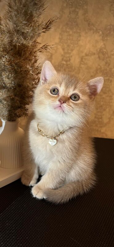 Pişiklər: Şotland, Ünvandan götürmə — 19