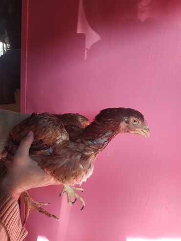 Pitiminutkalar: Heyratı toyuqları satılır gəncədədir tam sağlam heyvanlardi — 6