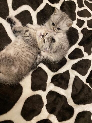 Pişiklər: Britan yastı qulaq, Erkək, Dişi, Yaxşı əllərə, Ünvandan götürmə, Pulsuz çatdırılma, Ödənişli çatdırılma — 58