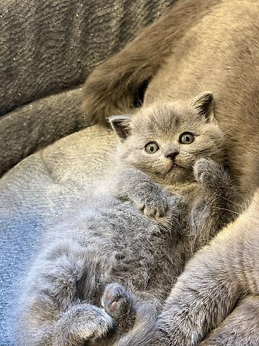 Продажа кошек: Скотиш Страйт (Шотландская прямоухая), 2 месяца, Девочка, Голубой, Приучена к лотку — 2