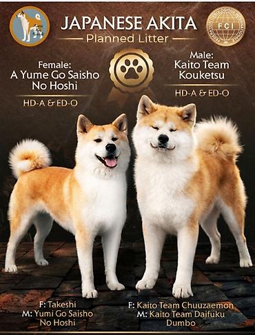 nemački ovčar: AKITA INU – VRHUNSKO FCI LEGLO | KUMA KAI KENNELS Odgajivačnica Kuma — 1