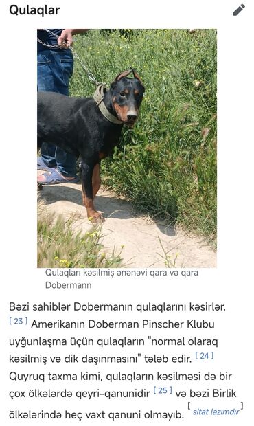 doberman it: Doberman, 1 il, Erkek, Ünvandan götürmə