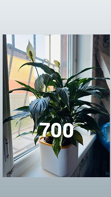 Другие комнатные растения: Комнатные цветы, цены написаны на фото — 14