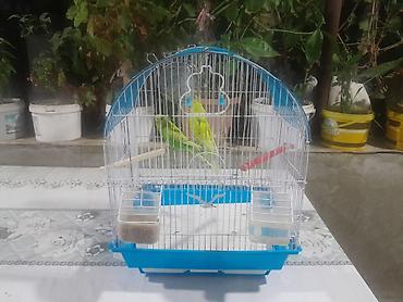 tutuquş: Dalğalı tutuquşular üçün qəfəs dəsti - Metal barmaqlıqlı, qövs — 1