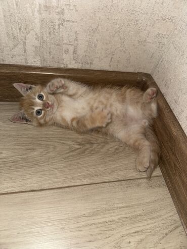 Отдам даром кошку: Кошка даром: Беспородная, 3 месяца, Мальчик, Приучена к лотку