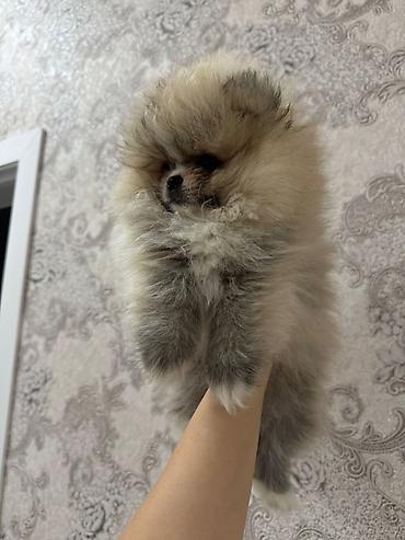 Pişiklər: Britan, Yaxşı əllərə — 11