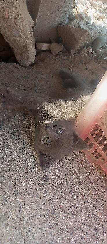 Кошки: БЕСПЛАТО отдам в хорошие руки Котёнок, окрас сплошной серый — 2