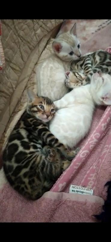 племенной: Красивейшие бенгальские котята 3месяца. есть 6мес. Проф питомник бен — 4