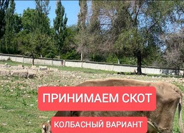 бочка для зерна: Говядина : Голень, Более 10 кг