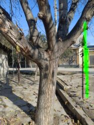 кухонный гарнитур бу бишкек: 30 летний грецкий орех, на мебель, дрова и тп