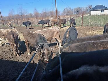 Коровы, быки: Продаю | Бык (самец) | На откорм — 8