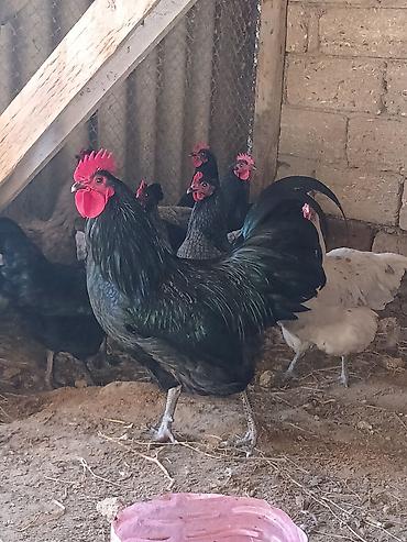 dev koxin: Australorp yumurtası çox istəyənə endirim olunur.
0705932535 — 4