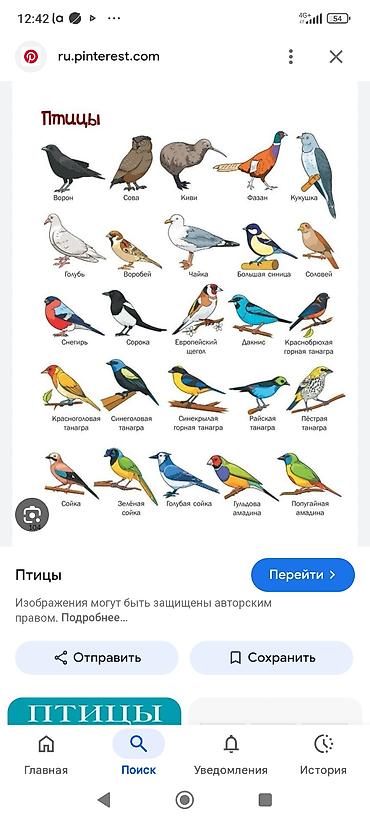 Отдам даром: Здравствуйте. приму в дар птиц, ящериц, мадагаскарских тараканов — 5