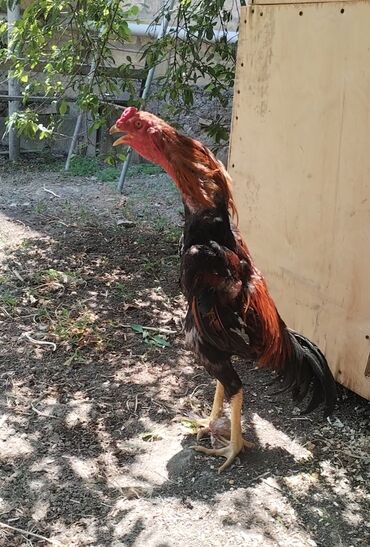 Inəklər, öküzlər: Xoruz, Heyratı, il: 1, Ödənişli çatdırılma