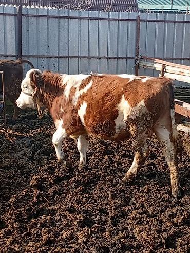 Коровы, быки: Продаю | Бык (самец) | На откорм | Привязанные — 11