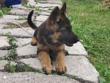 послушный собака: Продаю Немецкую овчарку чистую родословную послушная кушает хорошо