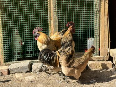 Птицы: Лакеданзи Оригинал❗️ Черное мясо / зеленые яйца. Петухи по 1700с