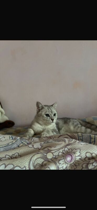 кошка с разными глазами: Мышык бекер берилет: Скотиш Страйт (Шотландиялык тик кулактуу), 1 жаш, Эркек