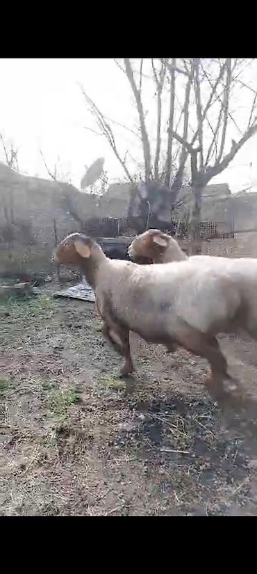 Баран, овца: Продаю | Баран (самец) | Для разведения — 10