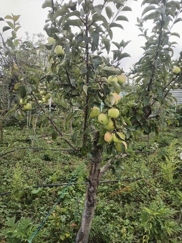 Həyət evləri və villaların satışı: 1 otaqlı, 36 kv. m, Yeni təmirli — 43