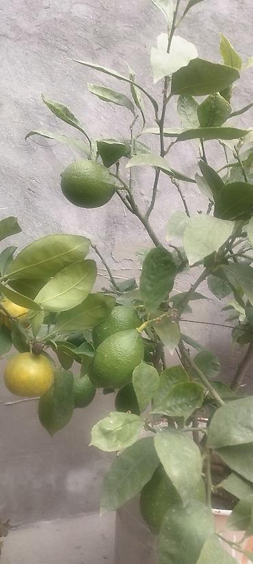 aci bibər: Saksıda ətirli limon ağacı (Citrus limon) – bol çiçəklidir. Məhsul — 5