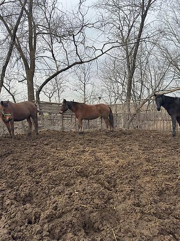 Лошади, кони: Продаю | Кобыла (самка), Конь (самец), Жеребенок | Полукровка | На забой, Для разведения, Для молока — 3