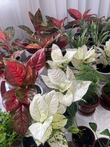 Другие комнатные растения: Анлаонема белая Бугенвиллия Герань Пеларгония Гвоздика махровая