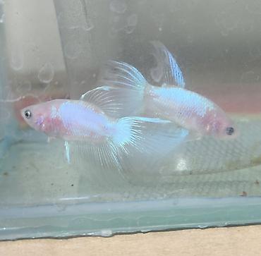 bars bit dermani: Betta (Petuşok balığı), Sülhsevər, Ödənişli çatdırılma — 1