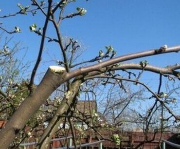 Спил деревьев, заготовка дров: Обрезка плодовых деревьев и кустарников яблок груш черешня абрикос — 2