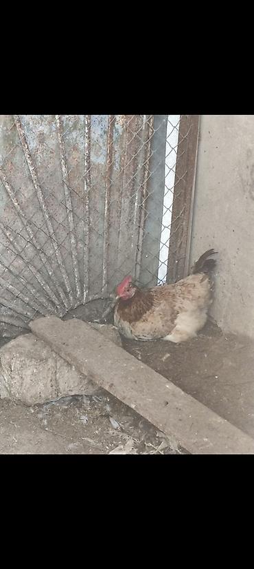 Куры: 🐔 YUMURTUYAN TOYUQLAR SATILIR! 🥚 10 ədəd yumurtuyan toyuqdur. Toyuqun — 3