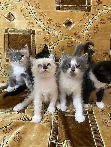 котята простые: Милые, чистоплотные котята в добрые руки! Приручены к лотку — 1