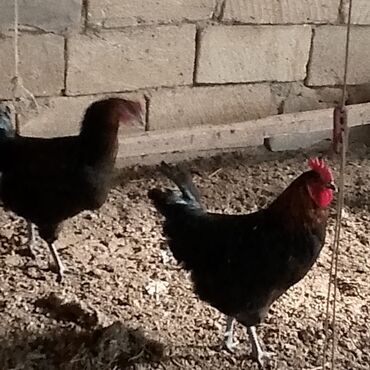 Xoruzlar: Xoruzlar satılır — 3