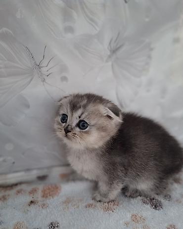 Продажа кошек: Скотиш Фолд (Шотландская вислоухая), 2 месяца, Мальчик, Приучена к лотку, Проглистована — 8