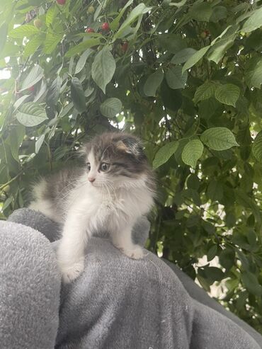 Продажа кошек: Скотиш Фолд (Шотландская вислоухая), 2 месяца, Девочка, Приучена к лотку, Проглистована
