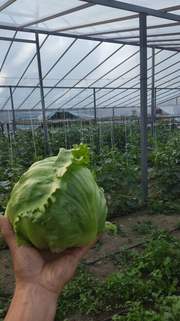 Теплицы: Ищу инвестора для масштабирования тепличного хозяйства и развития — 6