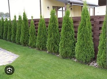 Туя: "Смарагд" туялары жана голубая ель (көк карагайлар) арзан баада — 7