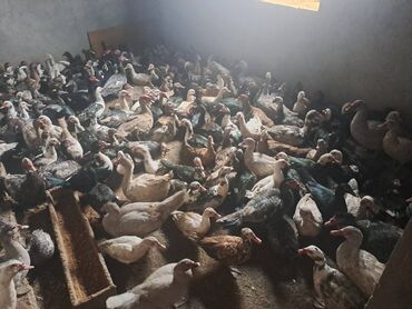 Digər heyvanlar: Lal ördəklər topdan satılır 210 dənə ördəkdir bir dənəsi 13 manat 90 — 17