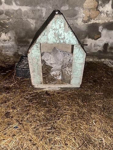 it avçarka: Taxta it evi - Material: qalın taxta karkas, üstü ikiqat yamaclı dam — 1