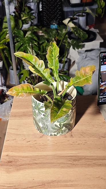 сингониум купить: 🟢 Филодендрон Ринг оф Файр (Philodendron Ring of Fire) Экзотический — 1