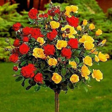 Декоративные деревья: Рассада деревьев: Туи — 15