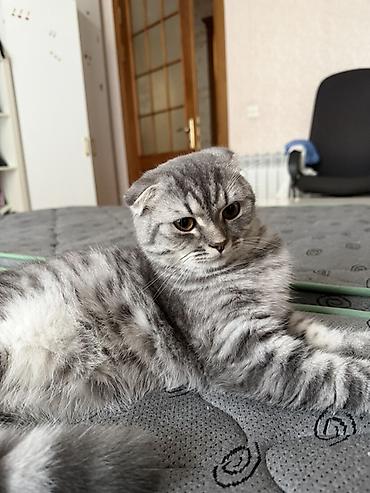 Şotland