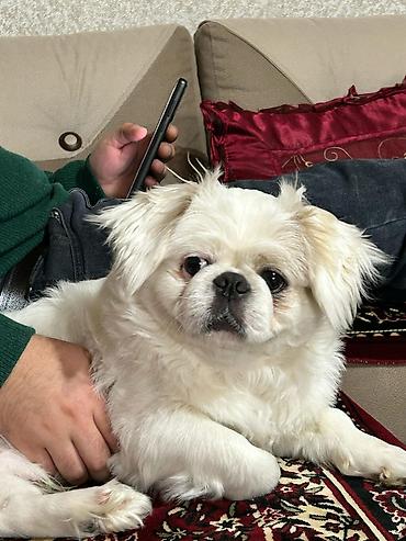 pekin ördeği: Pekines, 4 il, Erkək, Cütləşmə üçün, Ödənişli çatdırılma — 1